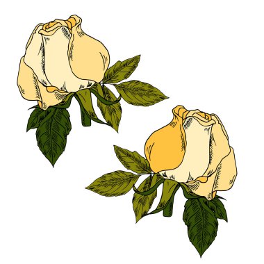 güzel Sarı Gül çiçek desen arka plan tasarımını illüstrasyon vektör