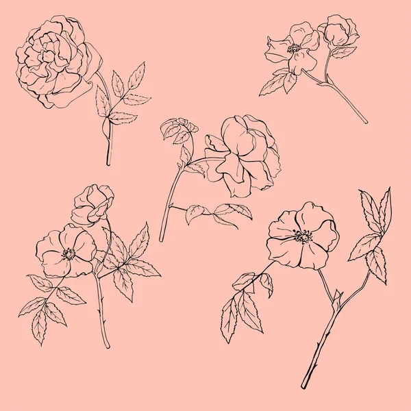 Vector Ilustración Diseño Hermosas Rosas Flores Patrón Sin Costuras Sobre — Vector de stock