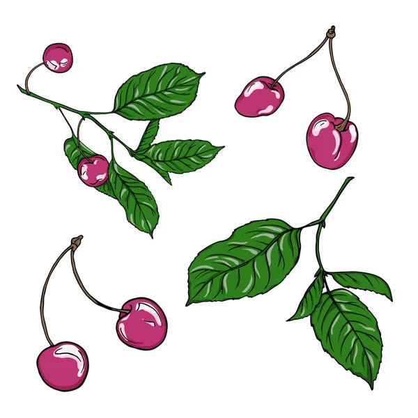 Set Cherry Berries Leaves White Background Hand Drawn Vector Illustration — Stock Vector