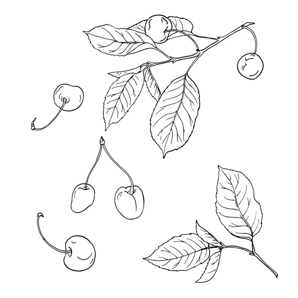 Kirschbeeren Und Blätter Auf Weißem Hintergrund Handgezeichnete Vektor Illustration — Stockvektor