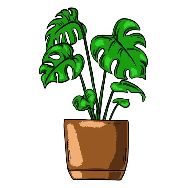 Pote Plantas Monstera Desenhado Mão — Vetor de Stock