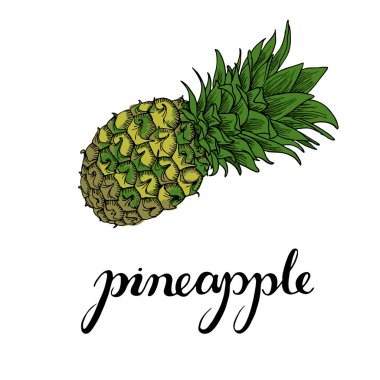 vektör çizim tasarım taze ananas desen beyaz arka plan üzerinde metin ile