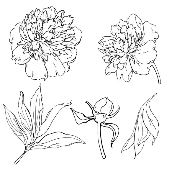 Desenho Ilustração Vetorial Bela Pintura Aquarela Flores Folhas Peônia —  Vetores de Stock