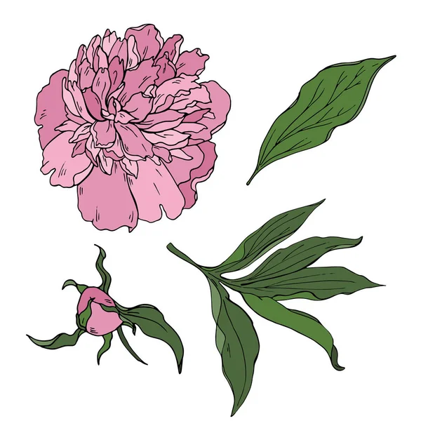 Vector Ilustración Diseño Acuarela Pintura Peonía Rosa Salvaje Patrón Flores — Vector de stock