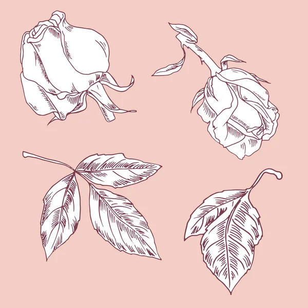 Vector Ilustración Diseño Hermosas Rosas Flores Sin Costuras Patrón Fondo — Vector de stock