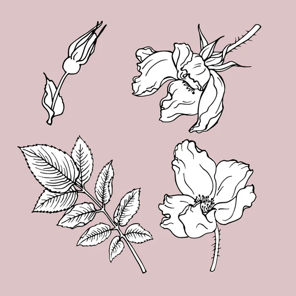 Векторна Ілюстрація Дизайну Красивих Троянд Квітів Безшовний Візерунок Фон — стоковий вектор