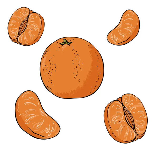 Wektor Ilustracja Design Piękne Malarstwo Akwarela Świeżych Owoców Mandaryn Pomarańczowy — Wektor stockowy