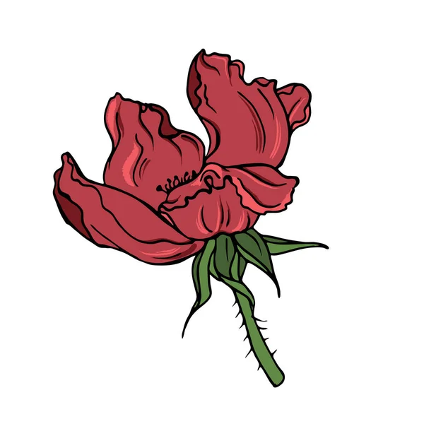 Wektor Ilustracja Projekt Tło Wzór Piękna Czerwona Róża Kwiat — Wektor stockowy
