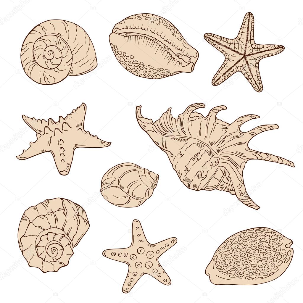 vector illustration design of beautiful seashells seamless pattern background