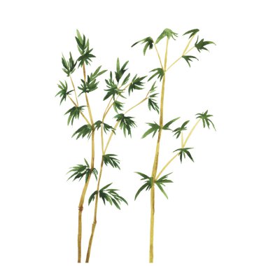 vektör çizim tasarım güzel suluboya bambu zemin üzerine yeşil yaprakları ile 