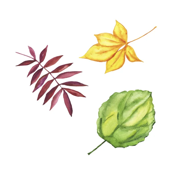 Desenho Ilustração Vetorial Bela Pintura Aquarela Folhas Outono — Vetor de Stock