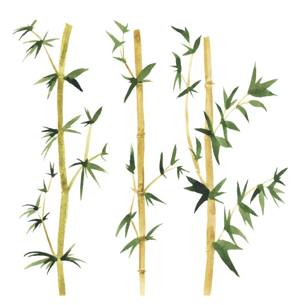 Diseño Ilustración Vectorial Hermoso Bambú Acuarela Con Hojas Verdes Sobre — Archivo Imágenes Vectoriales