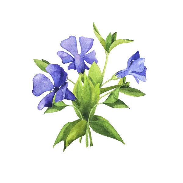 Vektor Illustration Design Von Schönen Grünen Zweigen Mit Blauen Glockenblumen — Stockvektor