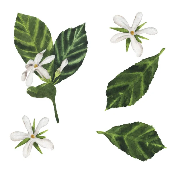 美丽的插图白色的春天花朵无缝图案白色背景 — 图库矢量图片