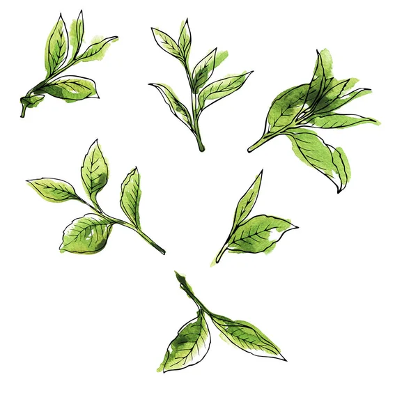 Gyönyörű Akvarell Ábrán Zöld Tea Levelek Varrat Nélküli Mintát Háttér — Stock Fotó