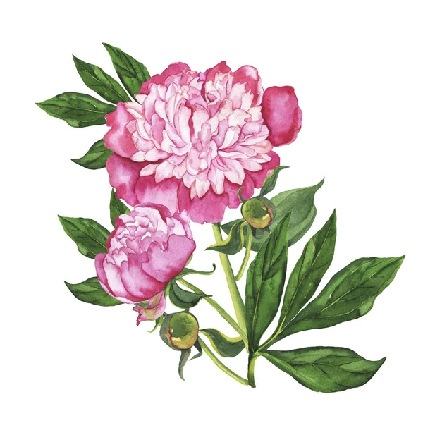 Piękny Obraz Akwarela Różowe Kwiaty Piwonii Zielonych Liści — Zdjęcie stockowe