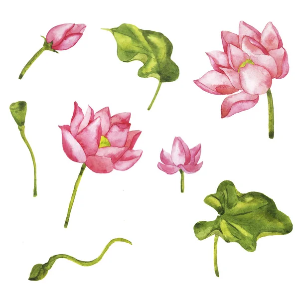Aquarelle Peinture Fleurs Lotus Rose Sauvage Motif Sans Couture Sur — Photo