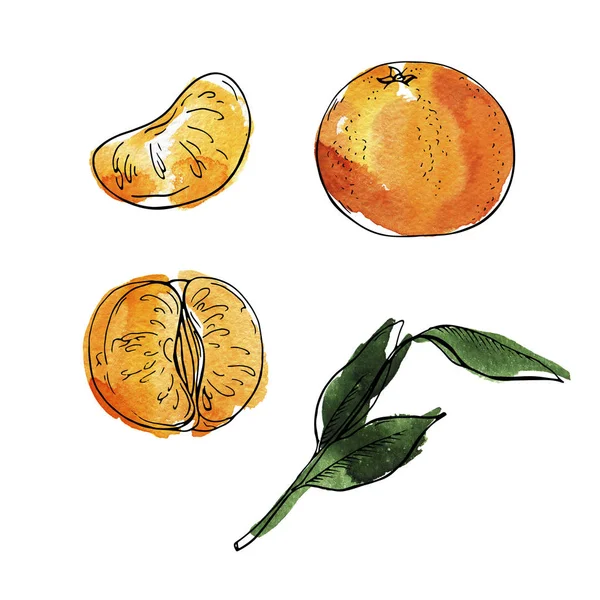Krásná Malba Akvarel Čerstvého Ovoce Mandarinka Oranžová Vzor Pozadí — Stock fotografie