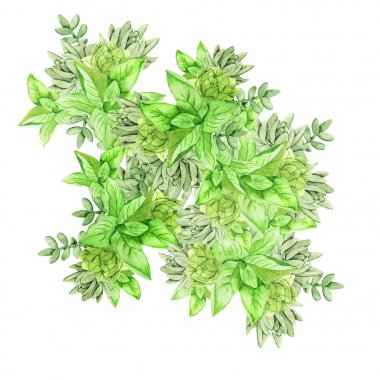 Beyaz arka plan üzerinde izole yeşil succutents ve kaktüs kompozisyon. El suluboya resim çekilmiş.