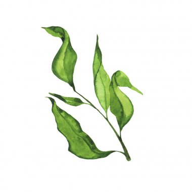 Taze yeşil dalı ile izole üzerinde beyaz arka plan bırakır. El suluboya resim çekilmiş.