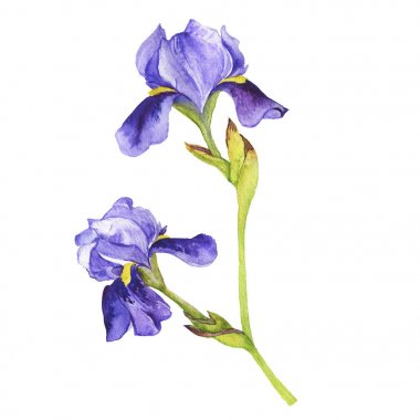 Büyük menekşe fleur de lis çiçek beyaz arka plan üzerinde izole. El suluboya resim çekilmiş.