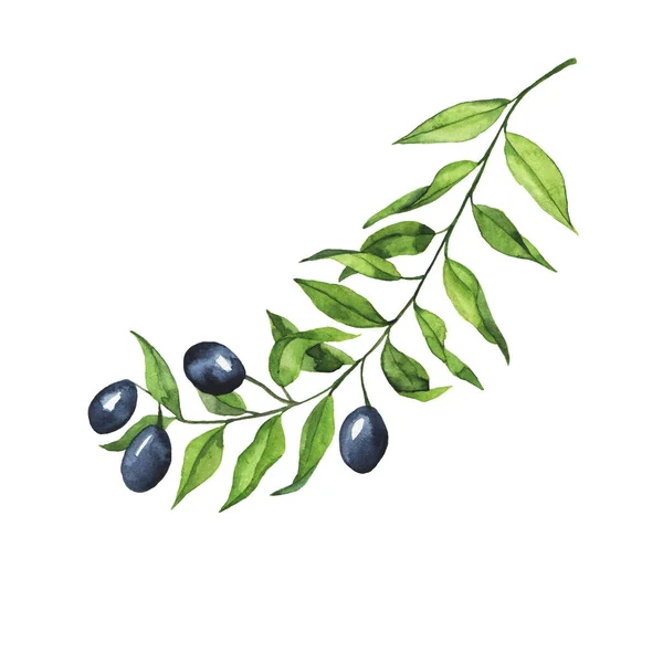 Olive Branch Isolated White Background Hand Drawn Watercolor Illustration — Stock Photo, Image