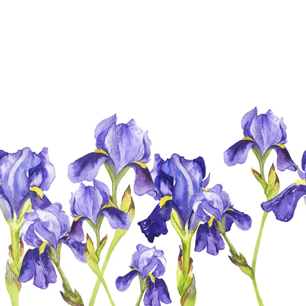 Sömlös Gränsen Med Violett Fleur Lis Blommor Isolerad Vit Bakgrund — Stockfoto