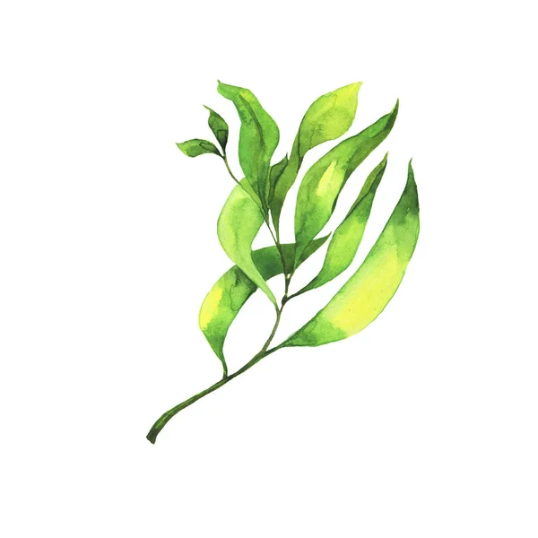 Ramo Verde Fresco Com Folhas Isoladas Sobre Fundo Branco Ilustração — Fotografia de Stock