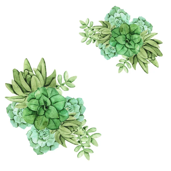 Composição Floral Sucessos Verdes Isolados Sobre Fundo Branco Ilustração Aquarela — Fotografia de Stock