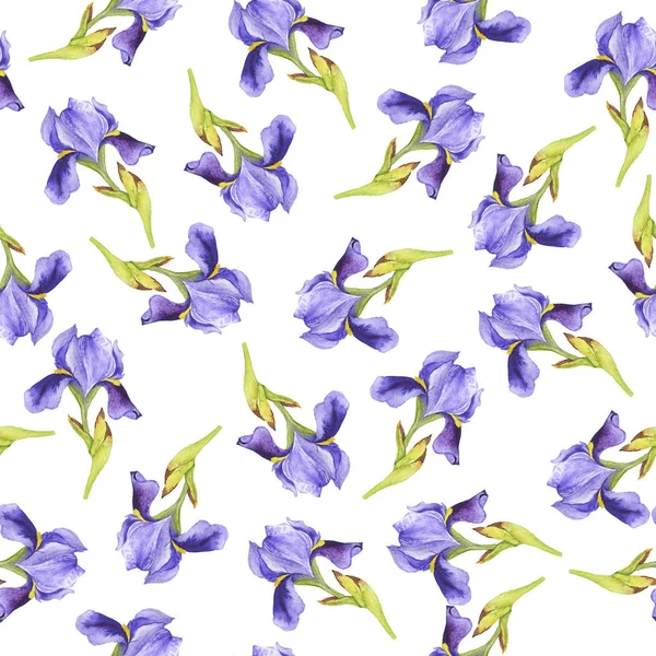 Lila fleur de lis çiçekler beyaz arka plan üzerinde ile Seamless modeli. El suluboya resim çekilmiş.