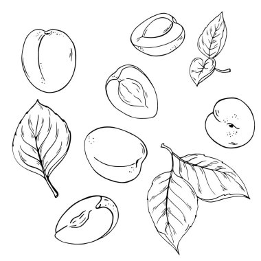 Kayısı meyve ve yaprakları beyaz arka plan üzerinde izole kümesi. Çizilmiş vektör çizim el.