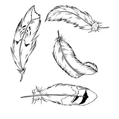 Siyah mürekkep tüyleri beyaz zemin üzerine izole kümesi. Çizilmiş vektör çizim el.