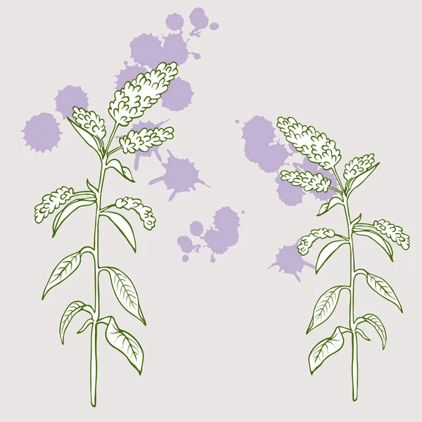 Conjunto Hierbas Silvestres Flores Aisladas Sobre Fondo Blanco Ilustración Vectorial — Archivo Imágenes Vectoriales