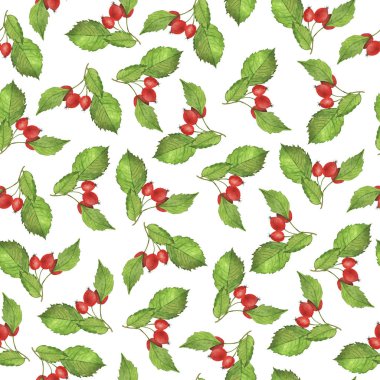 Yeşil dalları ve beyaz arka planda kırmızı böğürtlenleri olan pürüzsüz bir desen. El çizimi suluboya çizimi.