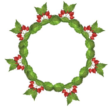 Kırmızı böğürtlen ve yeşil yapraklar beyaz arka planda izole edilmiş. El çizimi suluboya çizimi.