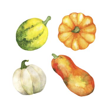 Beyaz arka planda izole edilmiş sonbahar balkabakları ve kabakları. El çizimi suluboya çizimi.
