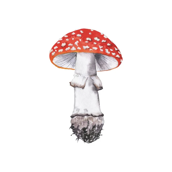 Big Red Agaric Mushroom Isolated White Background Hand Drawn Watercolor — Stock Photo, Image