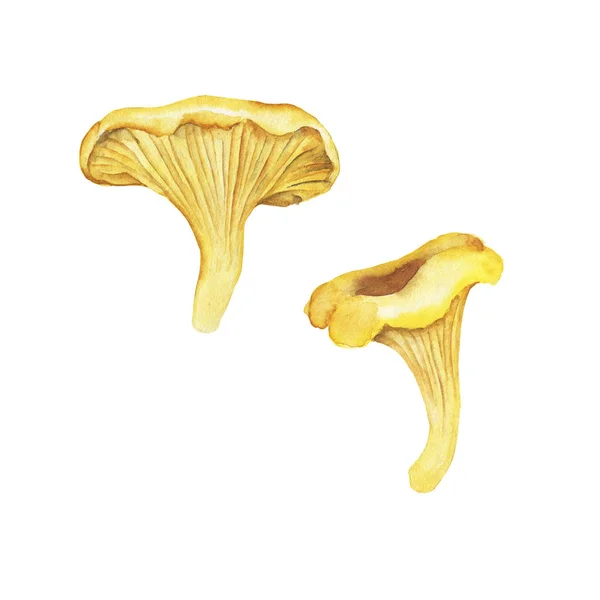 Set Yellow Chanterelles Isolated White Background Hand Drawn Watercolor Illustration — Stock Photo, Image