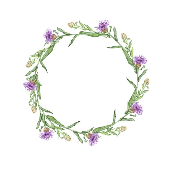 Roxo Flores Verão Quadro Isolado Fundo Branco Ilustração Aquarela Desenhada — Fotografia de Stock