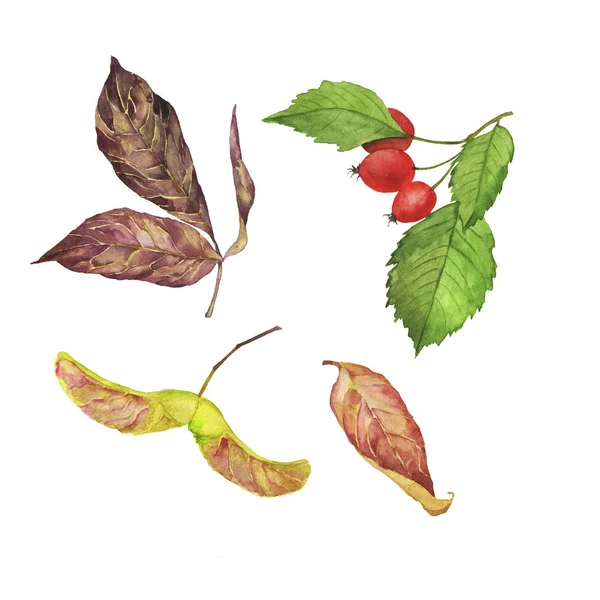 Zestaw Jesiennych Liści Zielona Gałąź Czerwonymi Jagodami Odizolowanymi Białym Tle — Zdjęcie stockowe