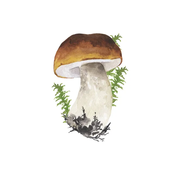 Wild Forest Mushroom Green Herbs Isolated White Background Hand Drawn — 스톡 사진