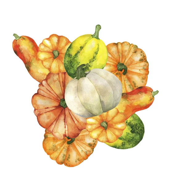 Collection Orange Green White Pumpkins Squashes Isolated White Background Hand — 스톡 사진