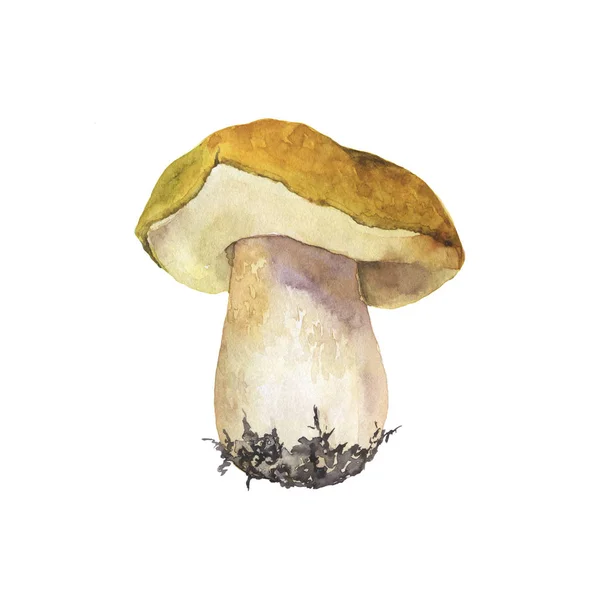 Big Forest Mushroom Isolated White Background Hand Drawn Watercolor Illustration — Stock Photo, Image