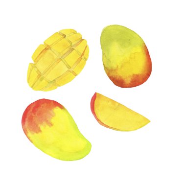 Beyaz arka planda izole edilmiş taze mango meyveleri. El çizimi suluboya çizimi.