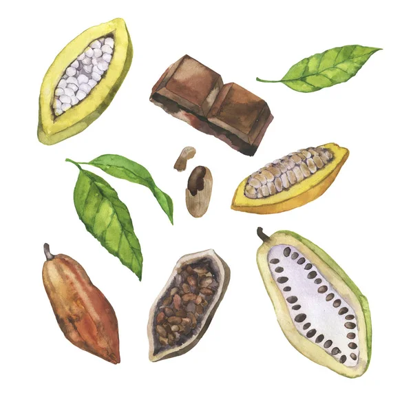 Set Aus Frischen Tropischen Kakaoschoten Blättern Und Bohnen Und Schokolade — Stockfoto