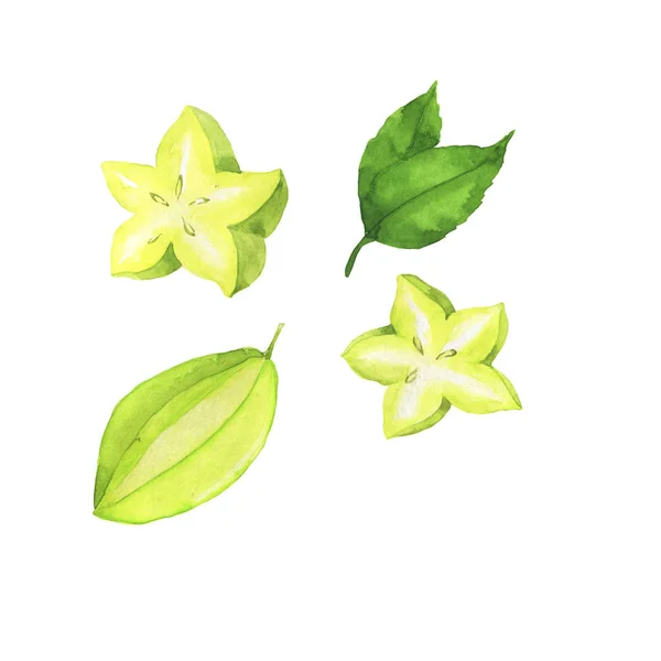 Set Fresh Carambola Green Leaves Isolated White Background Hand Drawn — 스톡 사진