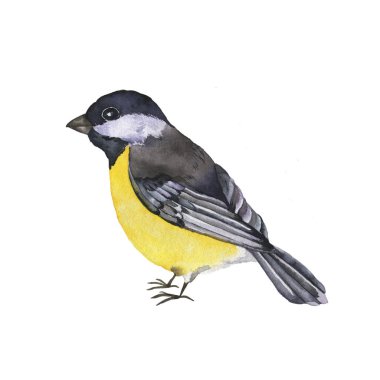Titmouse kuşu beyaz arka planda izole edildi. El çizimi suluboya çizimi