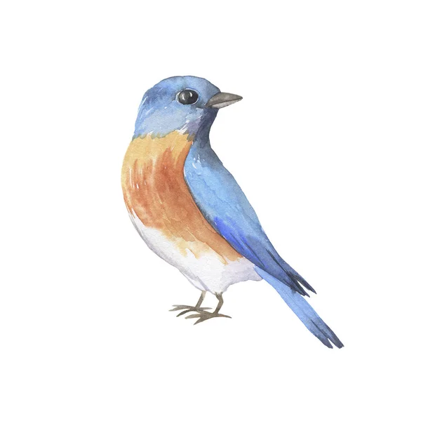 Oiseau Bleu Est Isolé Sur Fond Blanc Illustration Aquarelle Dessinée — Photo