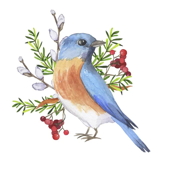 Östlicher Blauvogel Und Winterzweigstrauß Isoliert Auf Weißem Hintergrund Handgezeichnete Aquarell — Stockfoto