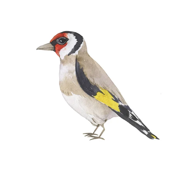 Piękny Ptak Złocisty Izolowany Białym Tle Ręcznie Rysowane Ilustracja Akwarela — Zdjęcie stockowe